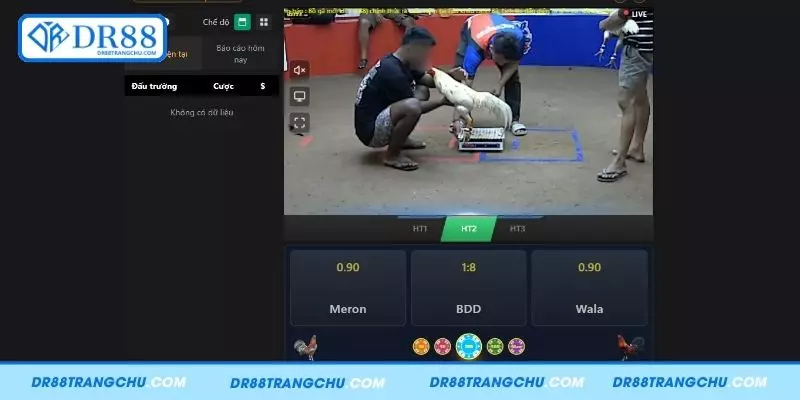 Hiểu rõ vài nét về đá gà DR88